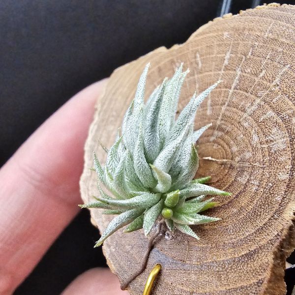 阿根廷蘿莉(1母株帶2芽)/Tillandsia loliacea(Argentina) 
