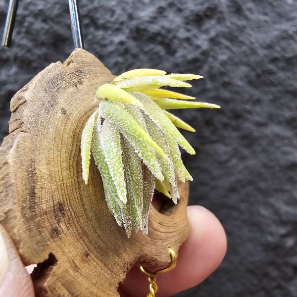 T燒-歐洲/Tillandsia Thiekenii (Europe)~販售品項皆為台灣環境訓養久矣~基本上是相當好照顧~養不好要檢視個人環境！ 