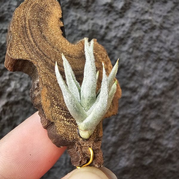 毛腸/Tillandsia santiagoensis 