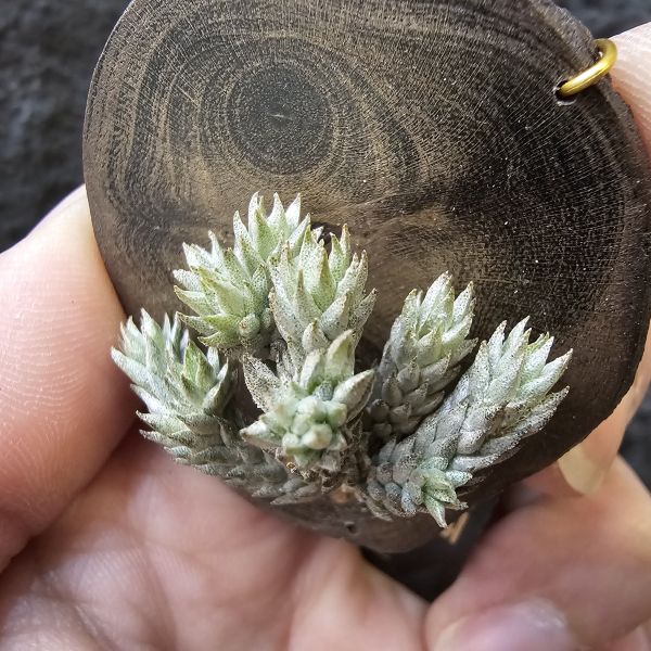 彈頭/Tillandsia pedicellata(Argentina) 
