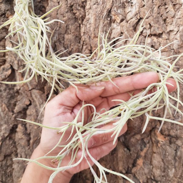 粗葉松蘿(墨西哥)/Tillandsia Usneoides Mexico~約30cm 