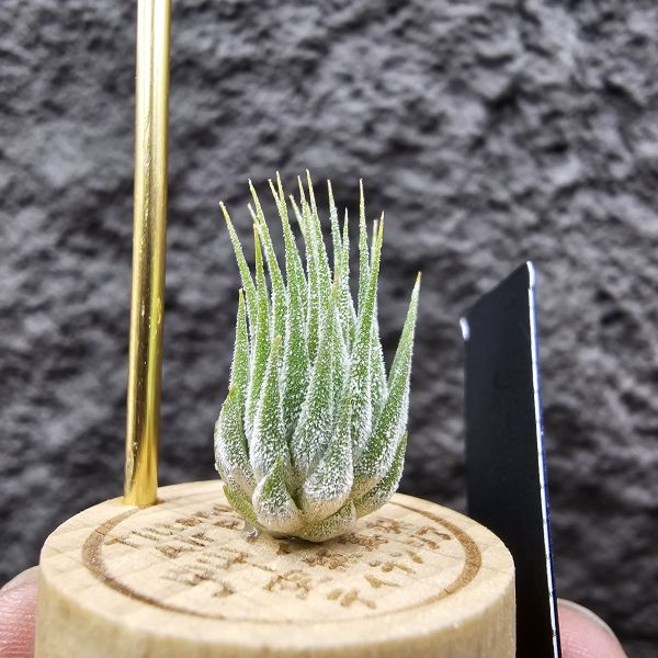 花生米小精靈(早期)/Tillandsia ionantha peanut 