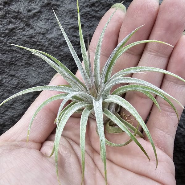 蘇黎世/Tillandsia sucrei 
