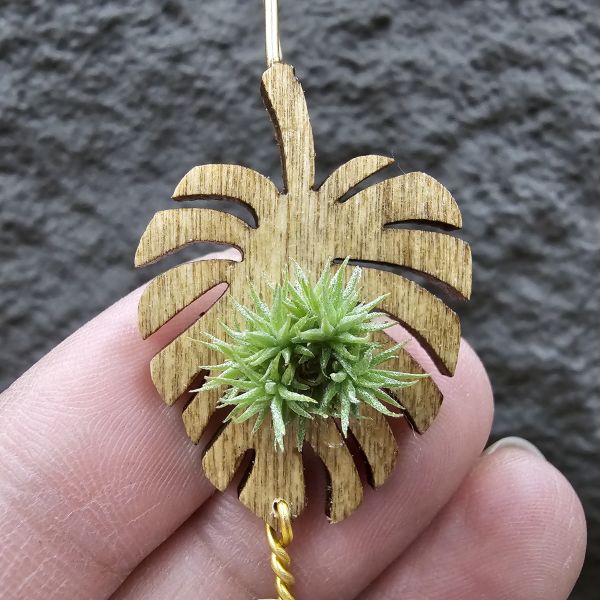 草皮鳳(實生叢)/Tillandsia tricholepis seedling 
