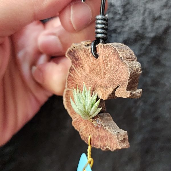 蘿莉-雨林/Tillandsia loliacea(RFI) 