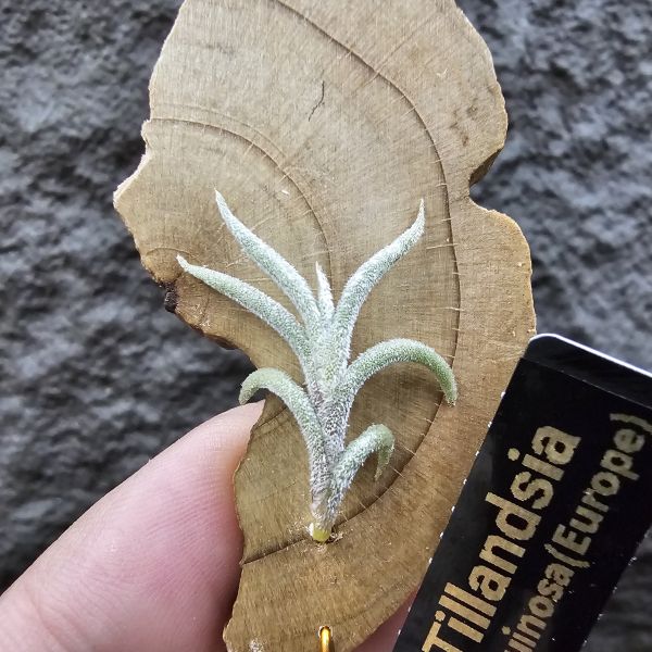 蘭吉諾薩/Tillandsia languinosa(Europe) 