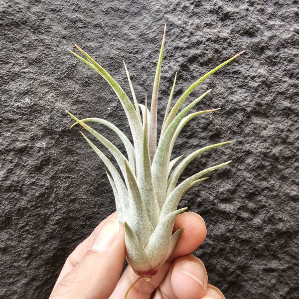 香檳×小精靈/Tillandsia chiapensis × ionantha 