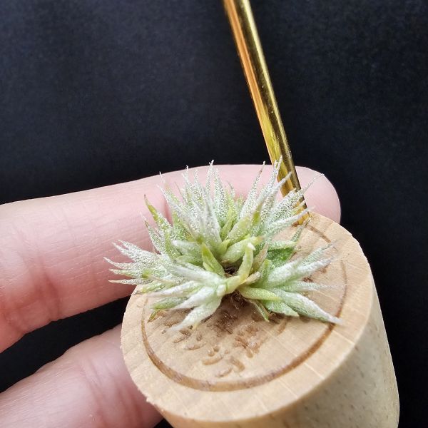 米妮綴化小精靈/Tillandsia ionantha mini mouse 