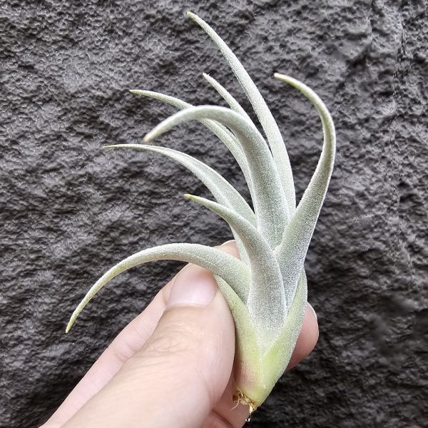 鳥岩大M/Tillandsia minasgeraisensis(Bird Rock) 