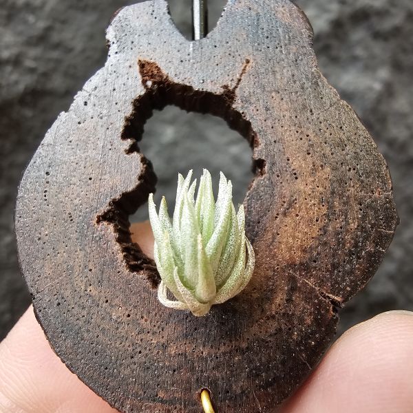 P燒(正版P燒！超可愛…)Tillandsia Piauiensis(Europe) 