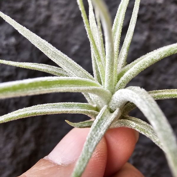 露西×香帕斯/Tillandsia Luciille × Chiapas Gigantesco(CYC#530) 