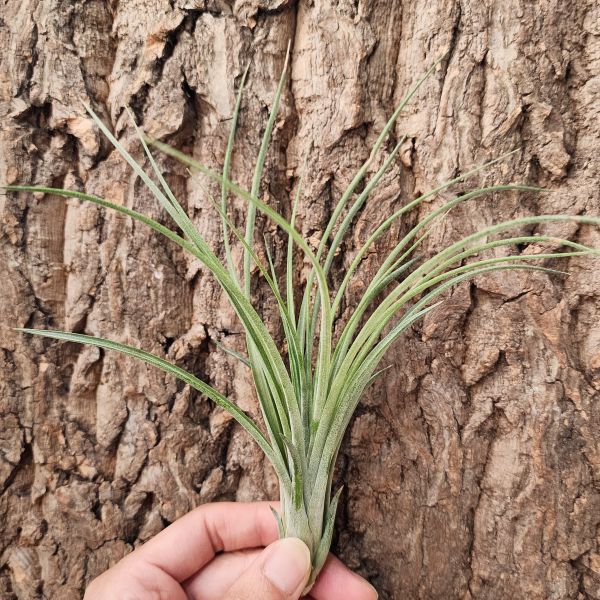 埃爾卡梅隆/Tillandsia El Cameron 
