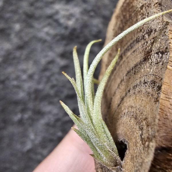 Tillandsia zecheri var. cafayatensis(Europe) 