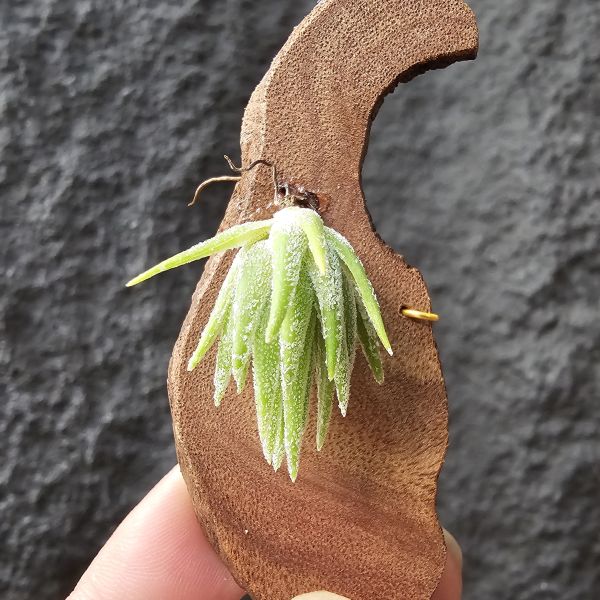 T燒-歐洲/Tillandsia Thiekenii (Europe) 