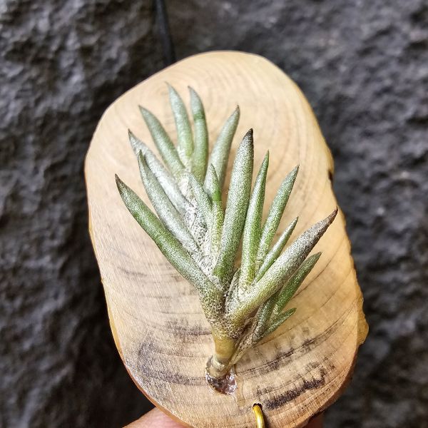 歐洲卡畢/Tillandsia capillaris(Europe) 