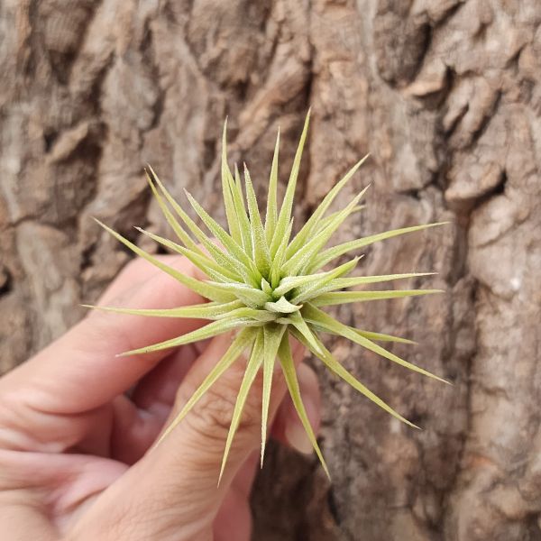 綠小精靈-小/Tillandsia ionantha Green 