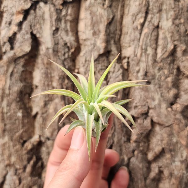 華美露拉小精靈-巨型/Tillandsia ionantha Huamelula Giant 