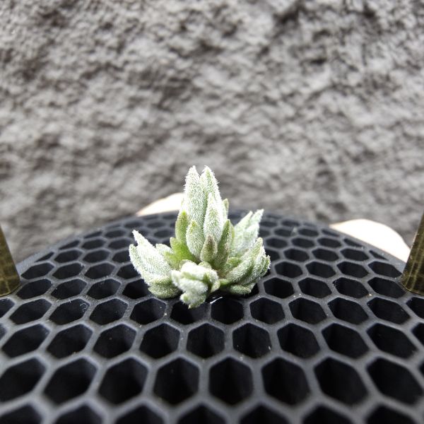 銀冰×白天鵝(叢6頭)/Tillandsia chiletensis × barfussii 