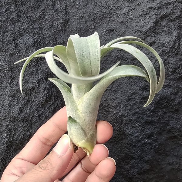 椰林魅影/Tillandsia Coconut Grove 