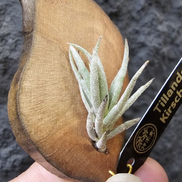 Tillandsia kirschnekii 紫花原生種 
