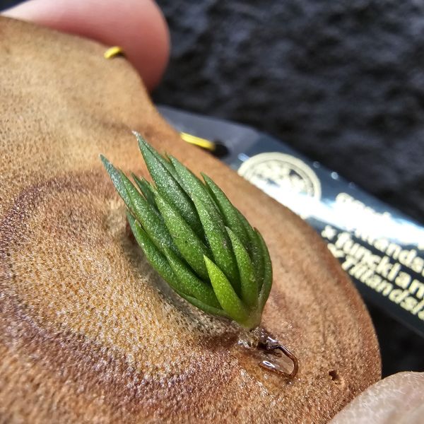 gerdae紫花 × 狐尾馬龍/Tillandsia gerdae × funckiana Marron~紫花原生種交馬龍型狐尾，實生型態特別~ 