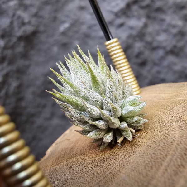 榛榛(帶一芽)/Tillandsia ionantha haselnuss(RFI) × haselnuss(KK) 