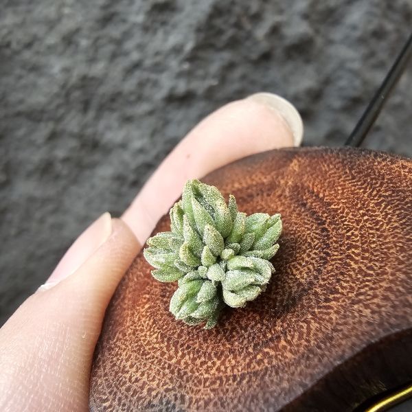 白天鵝(實生群)/Tillandsia barfussii seedling~實生苗在成長過程中皆有持續增生芽的可能！ 