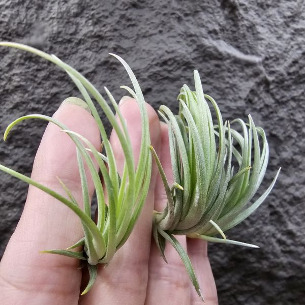 Tillandsia tenuifolia var. saxicola(SS尺寸不挑株)紫水晶變異型態較小型個體，與T.tenuifolia Bronze Tip很相似，以來源名稱為主，T.tenuifolia的個體也相當多變，實際上有無個體差異也不好判別，此品未曾見開花過！側上木會呈勾勾的型態相當漂亮！ 