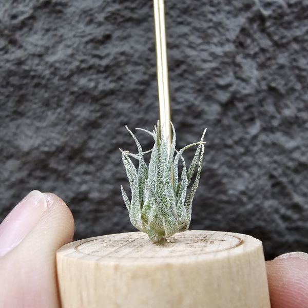 S燒(台產芽)/Tillandsia sprengeliana(Europe) 