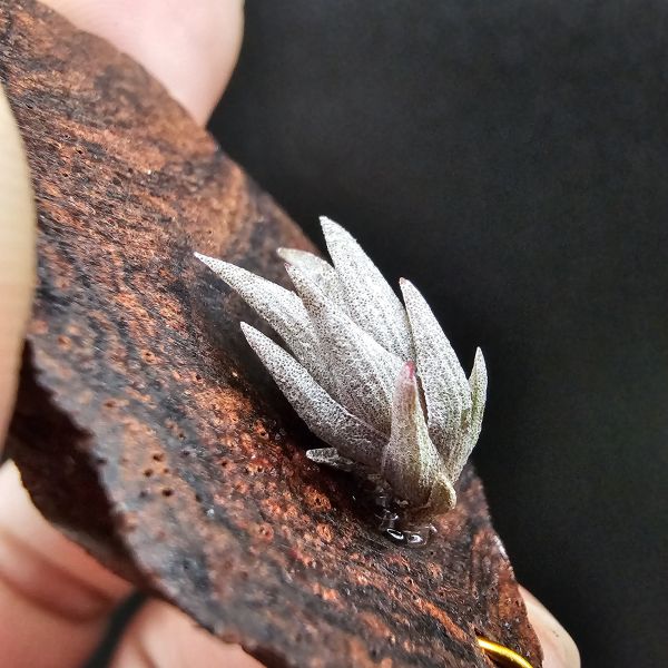 小海螺/Tillandsia Peiranoi Red~重油耐用"降真木"板材 