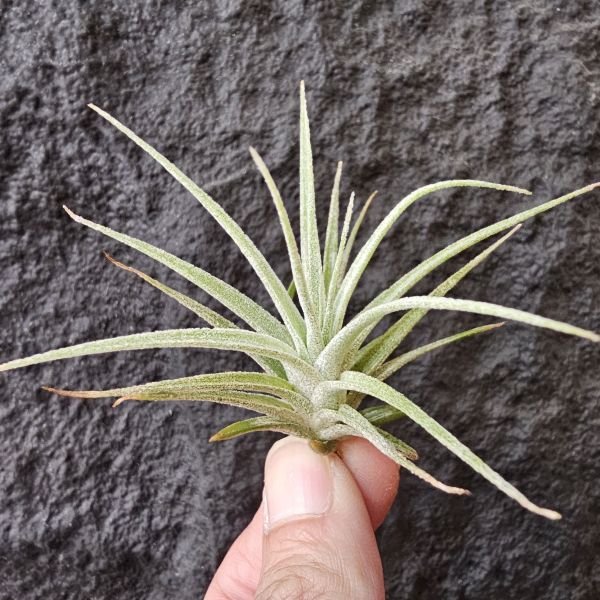 (河×電)×醬爆/Tillandsia (ehlersiana × streptophylla) × ionantha var. van-hyningii Jumbo 