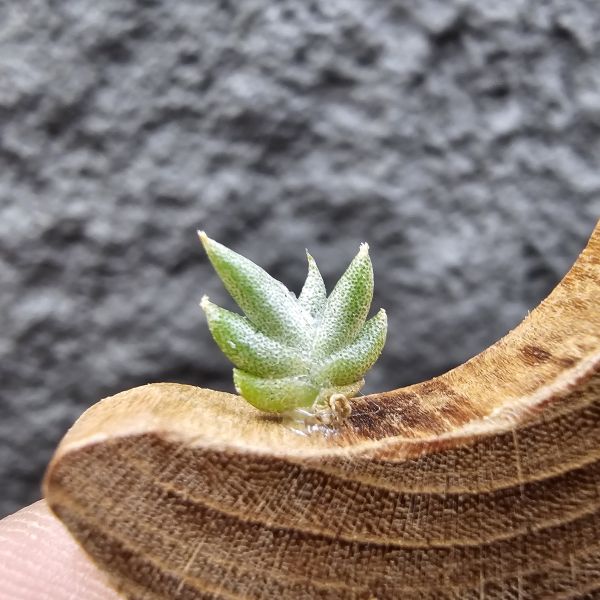 吉利/Tillandsia gilliesii forma major seedling 