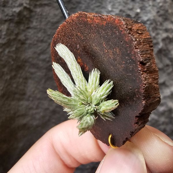 牙籤實生叢/Tillandsia minutiflora seedling~不必擔心野採品項容易黑死，實生好照顧非常多！ 