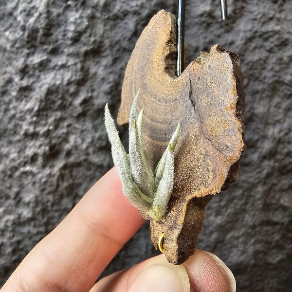 毛腸/Tillandsia santiagoensis 
