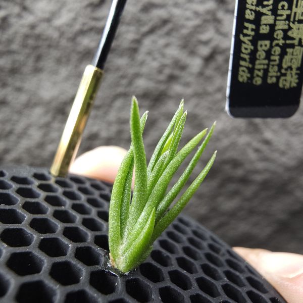 銀冰×貝里斯電捲/Tillandsia chiletensis × streptophylla Belize 