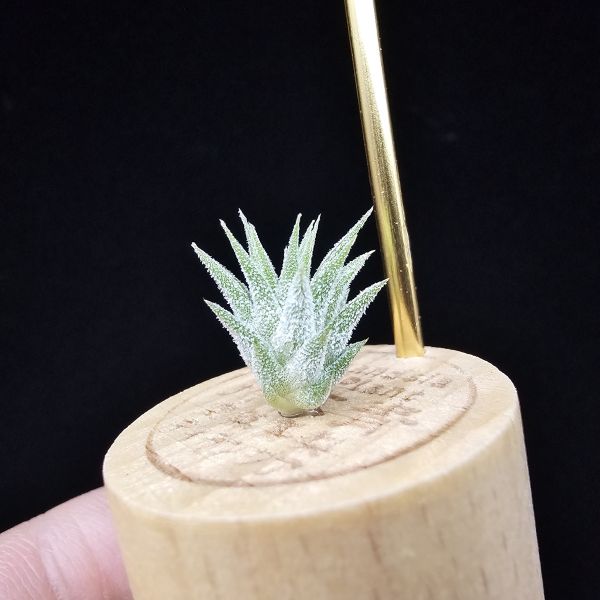 二筒小精靈/Tillandsia Two tone(RFI) 
