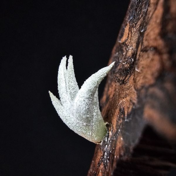 銀龍爪/Tillandsia sp. ei tule mexico 