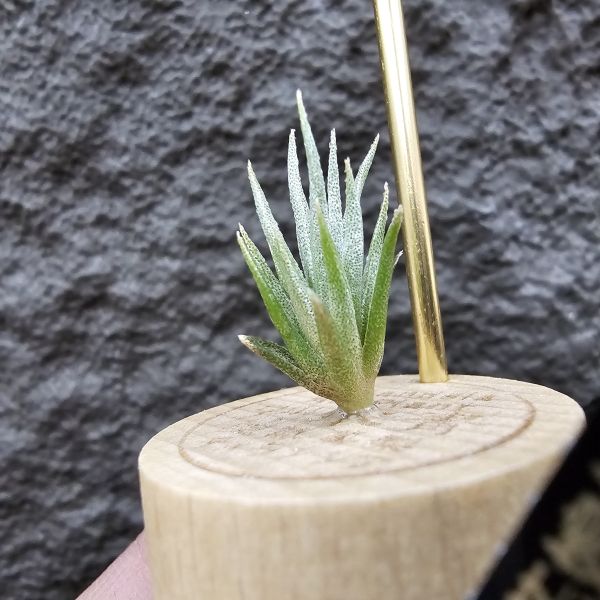 黃花媳婦(xip)×河豚/Tillandsia xiphioides var. lutea × ehlersiana 