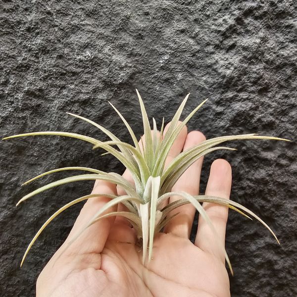 卡比橘×全紅小精靈(會顯色)/Tillandsia capitata orange × ionantha Rubra~ 