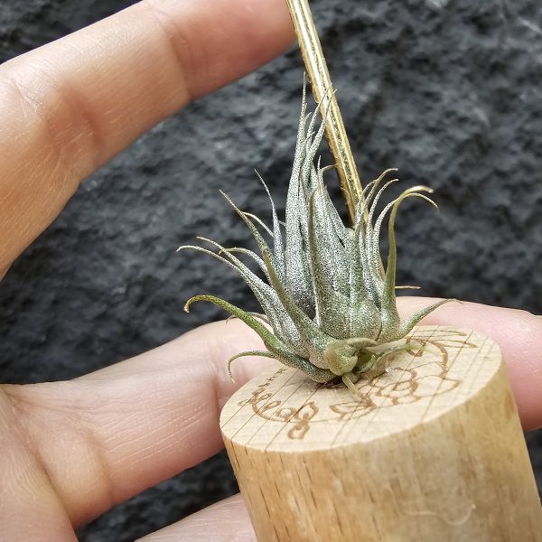 K燒(實生植株邊養會有增生芽)/Tillandsia kautskyi 