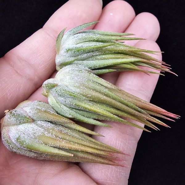 花生米小精靈(閉葉型)不挑株/Tillandsia ionantha peanut closed form×~戴維斯進口，明確的閉葉形態花生米~近成株尺！寸 