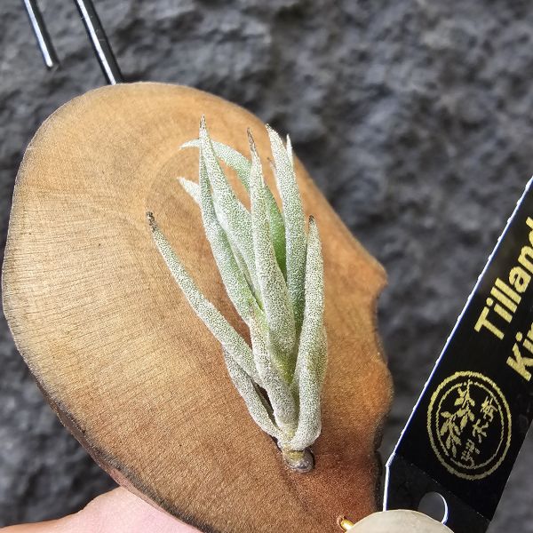 Tillandsia kirschnekii 紫花原生種 