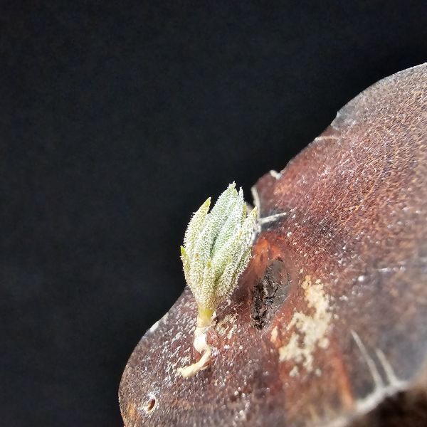 歐洲xip(檸檬香花)交種/Tillandsia xiphioides Hybrids(Europe)~此品項為歐洲當地玩家栽培交種，母本開花帶有檸檬香，父不詳？依苗的形態判斷父本應也屬瓣狀花品種，成長速度慢，市面上不會有的品項！ 