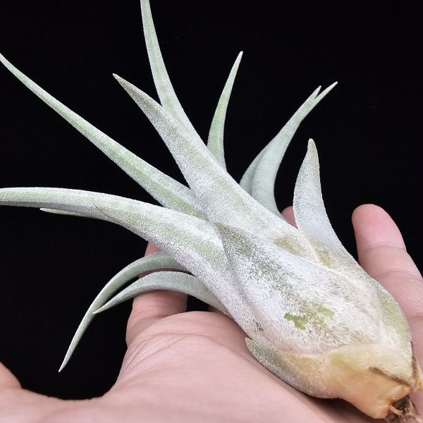 香檳×子彈(大肥芽)/Tillandsia chiapensis × mitlaensis 