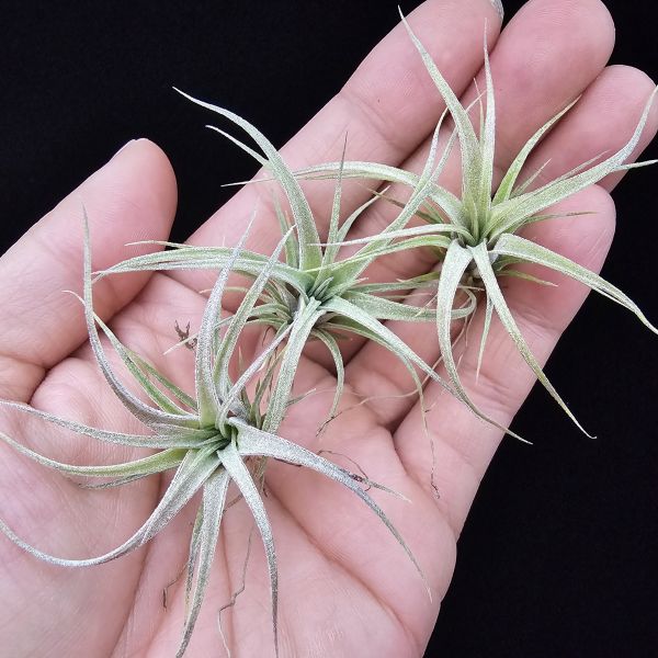霸王鳳×RR(顯色)不挑株/Tillandsia xerographica × Regal Rene(cyc #697)~霸王交RR怎麼能不美~圖四~六大植株參照！ 