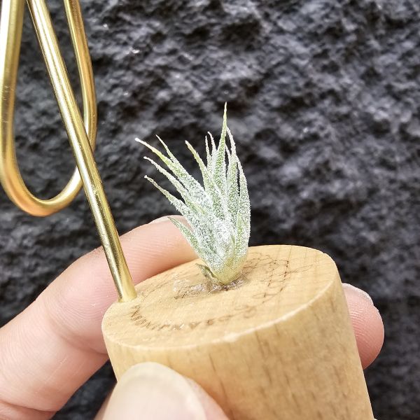 Tillandsia Ionantha mexican zebra Tillandsia Ionantha Air Plants
