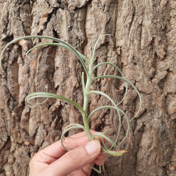克洛卡塔-巨型/Tillandsia Crocata Giant 
