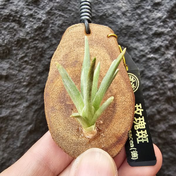 玫瑰斑(德國)/Tillandsia rosacea 