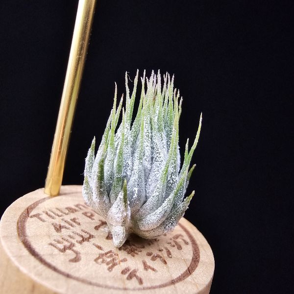 德K榛果/Tillandsia ionantha haselnuss(KK) 