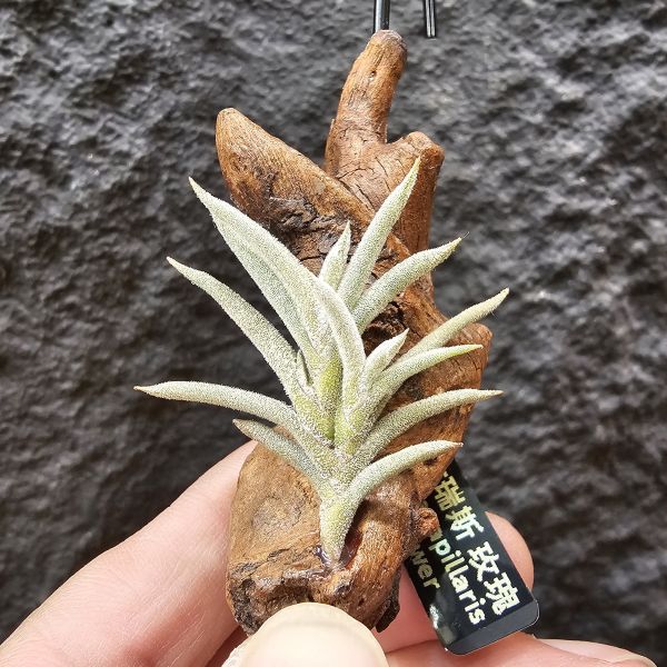 卡畢拉瑞斯(玫瑰)/Tillandsia capillaris rose flower 